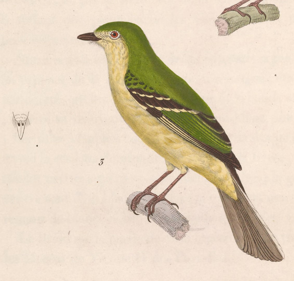 Greenish Elaenia