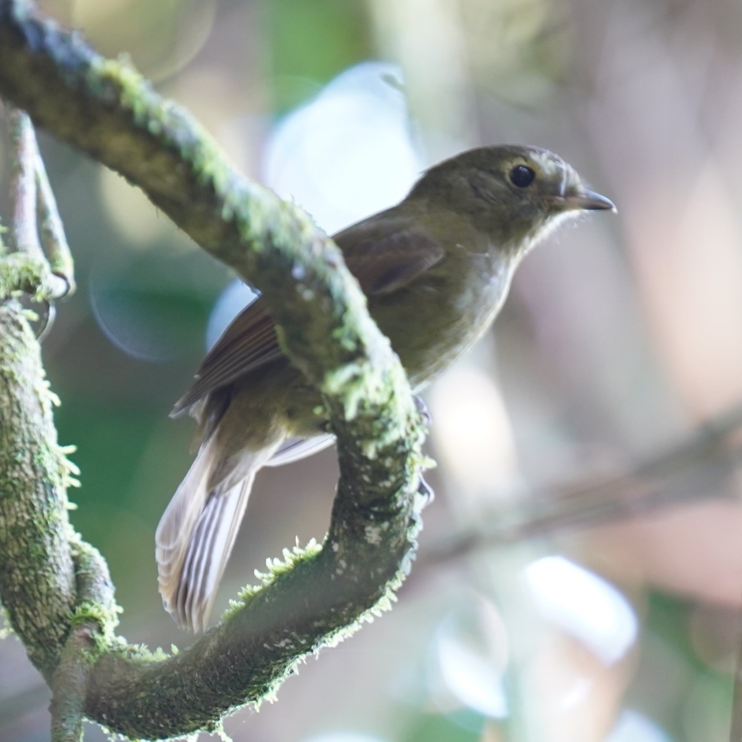 Greenish Schiffornis