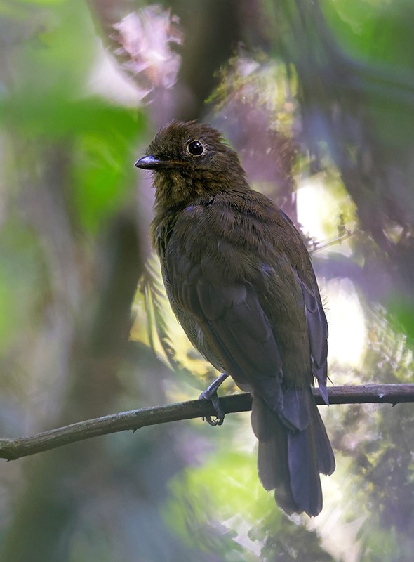 Greenish Schiffornis