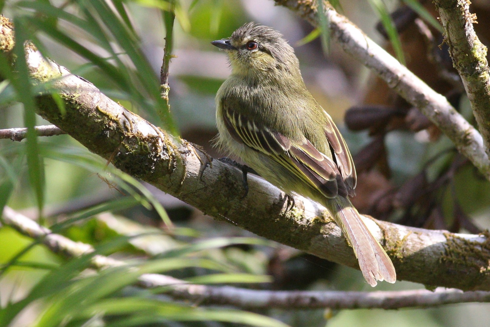 Greenish Tyrannulet