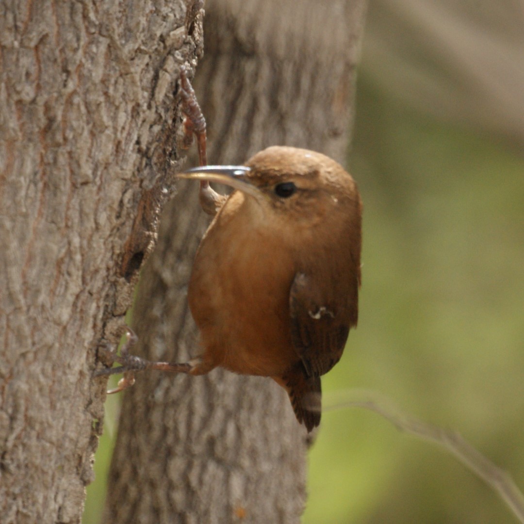 Grenada House Wren