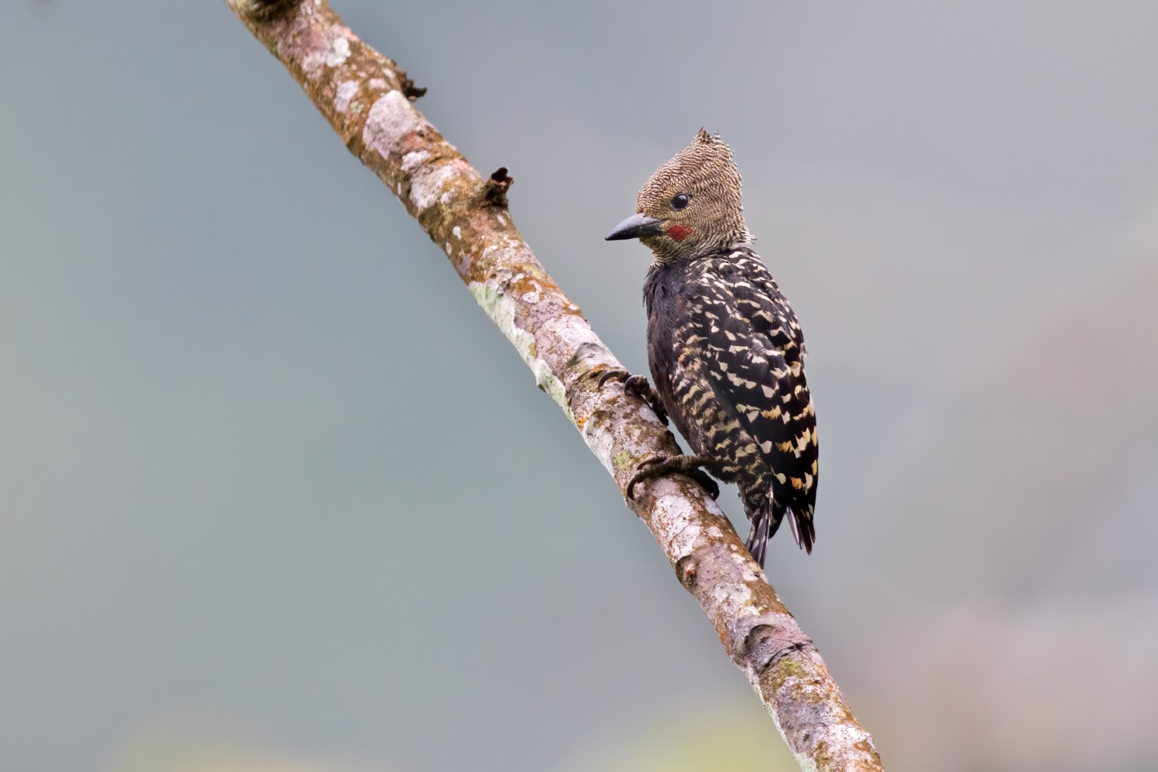 Grey-and-buff Woodpecker