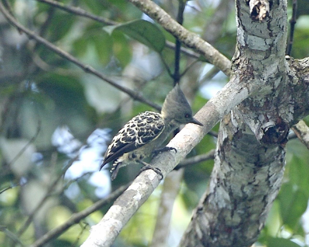 Grey-and-buff Woodpecker