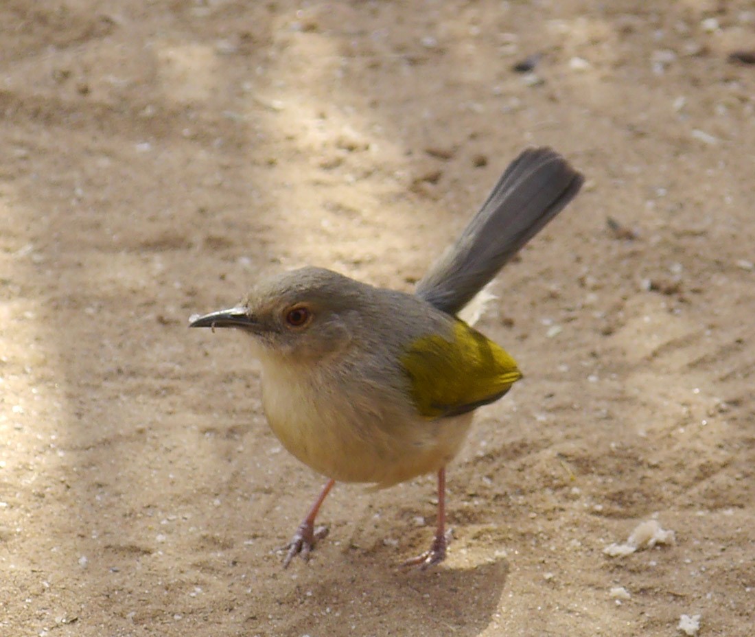 Grey-backed Camaroptera