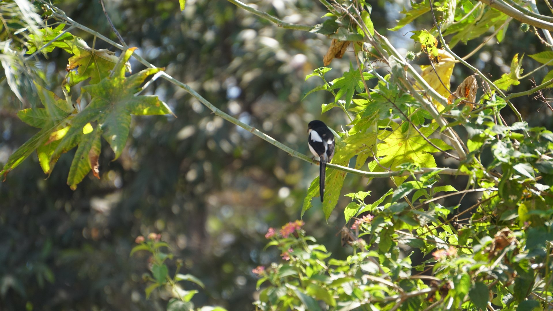 Grey-backed Fiscal