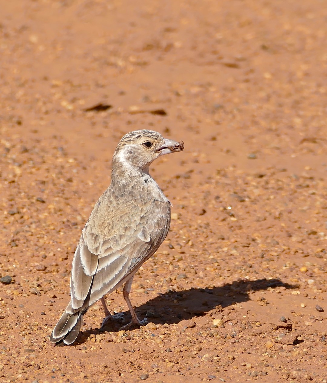 Grey-backed Sparrow-Lark