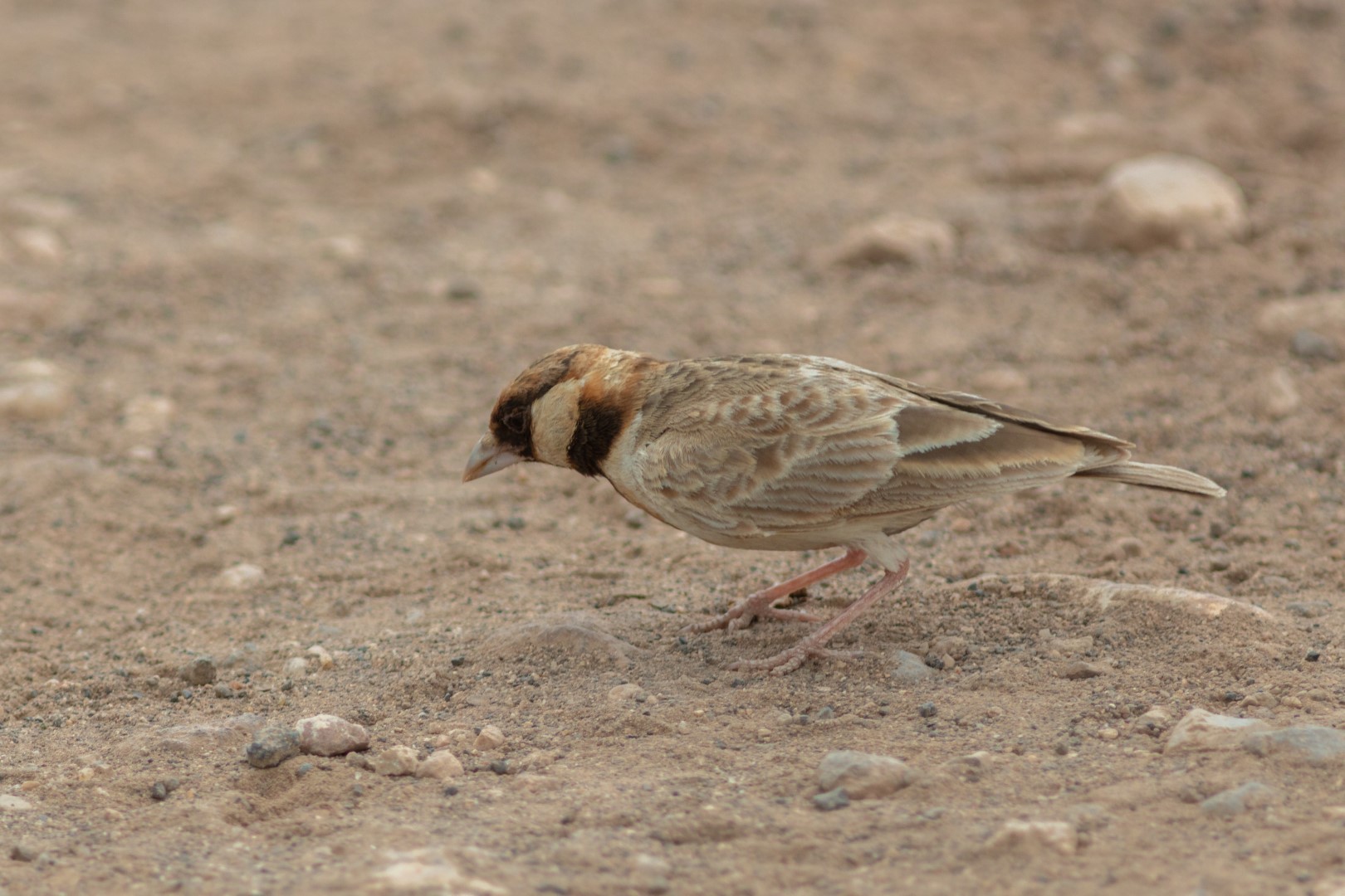 Grey-backed Sparrow-Lark