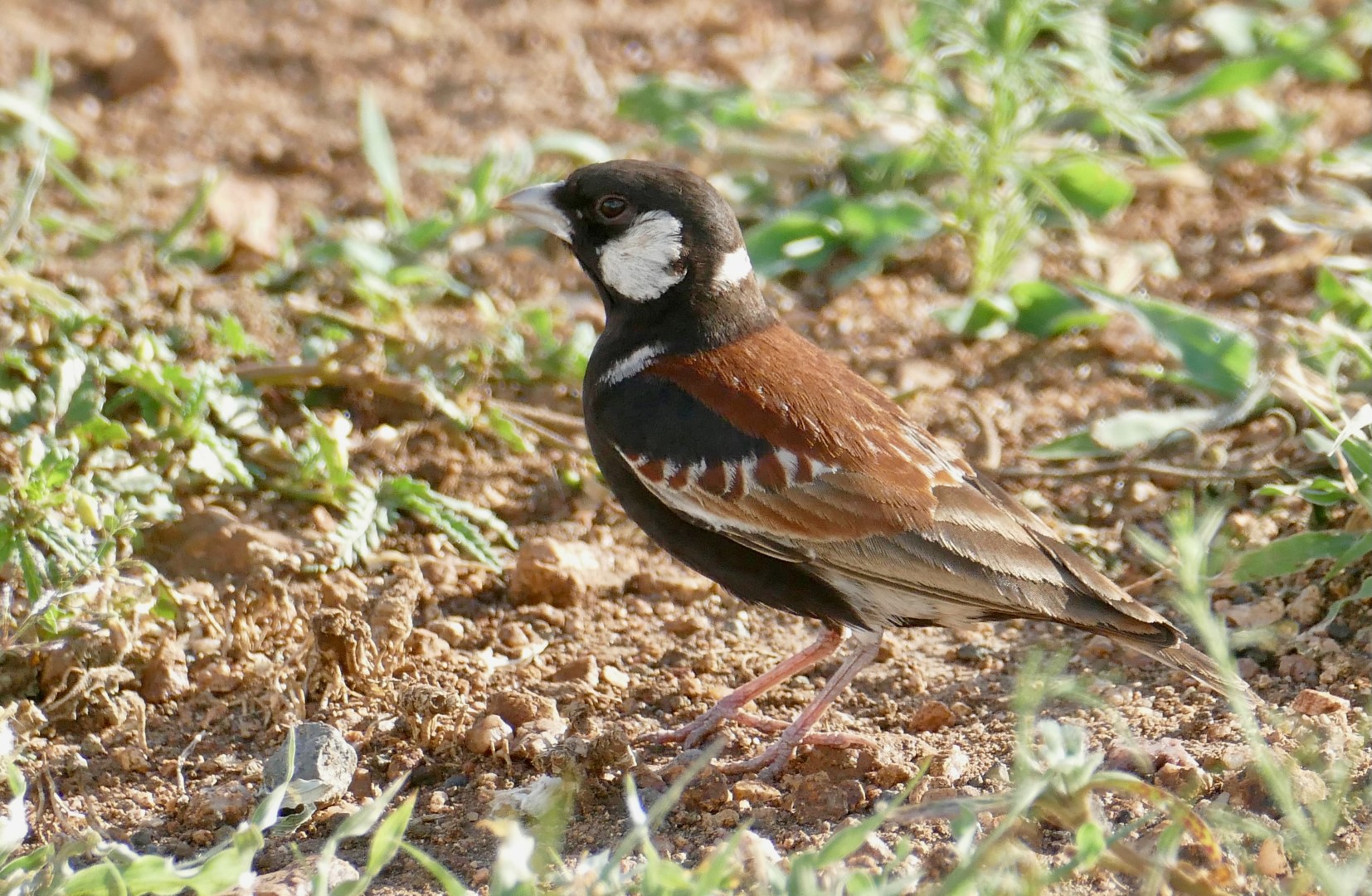 Grey-backed Sparrow-Lark