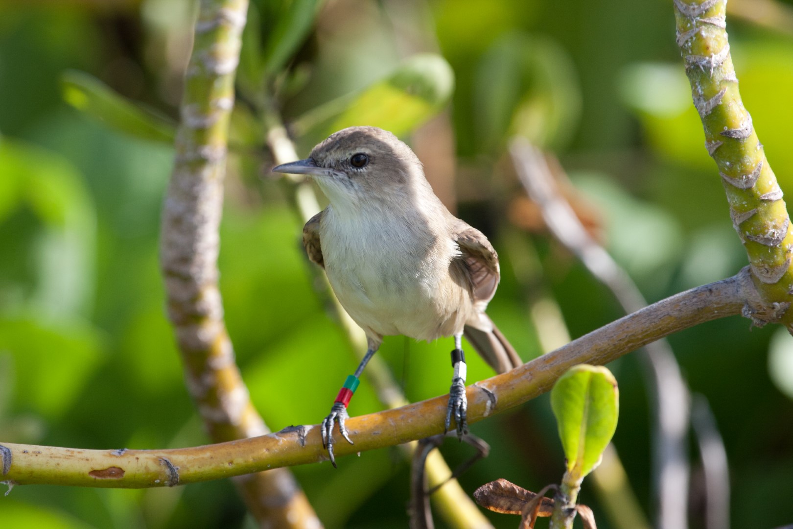 Grey-backed Tailorbird