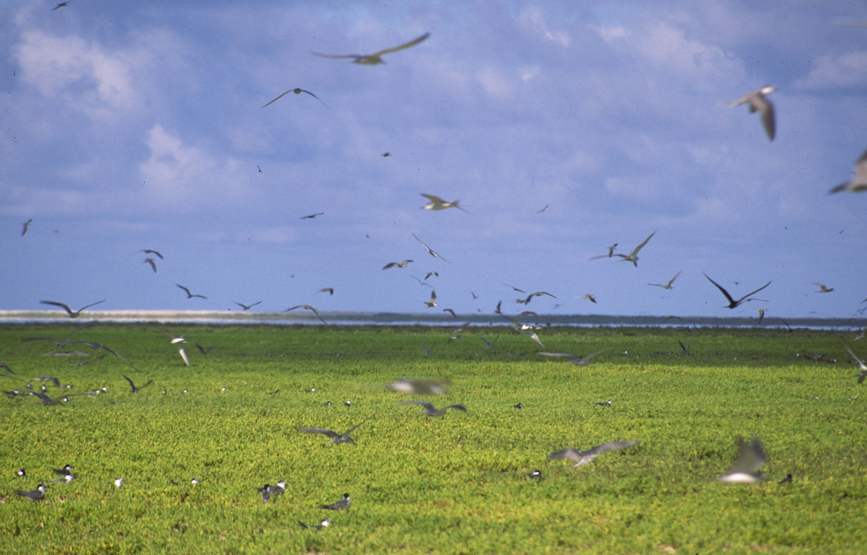 Grey-backed Tern