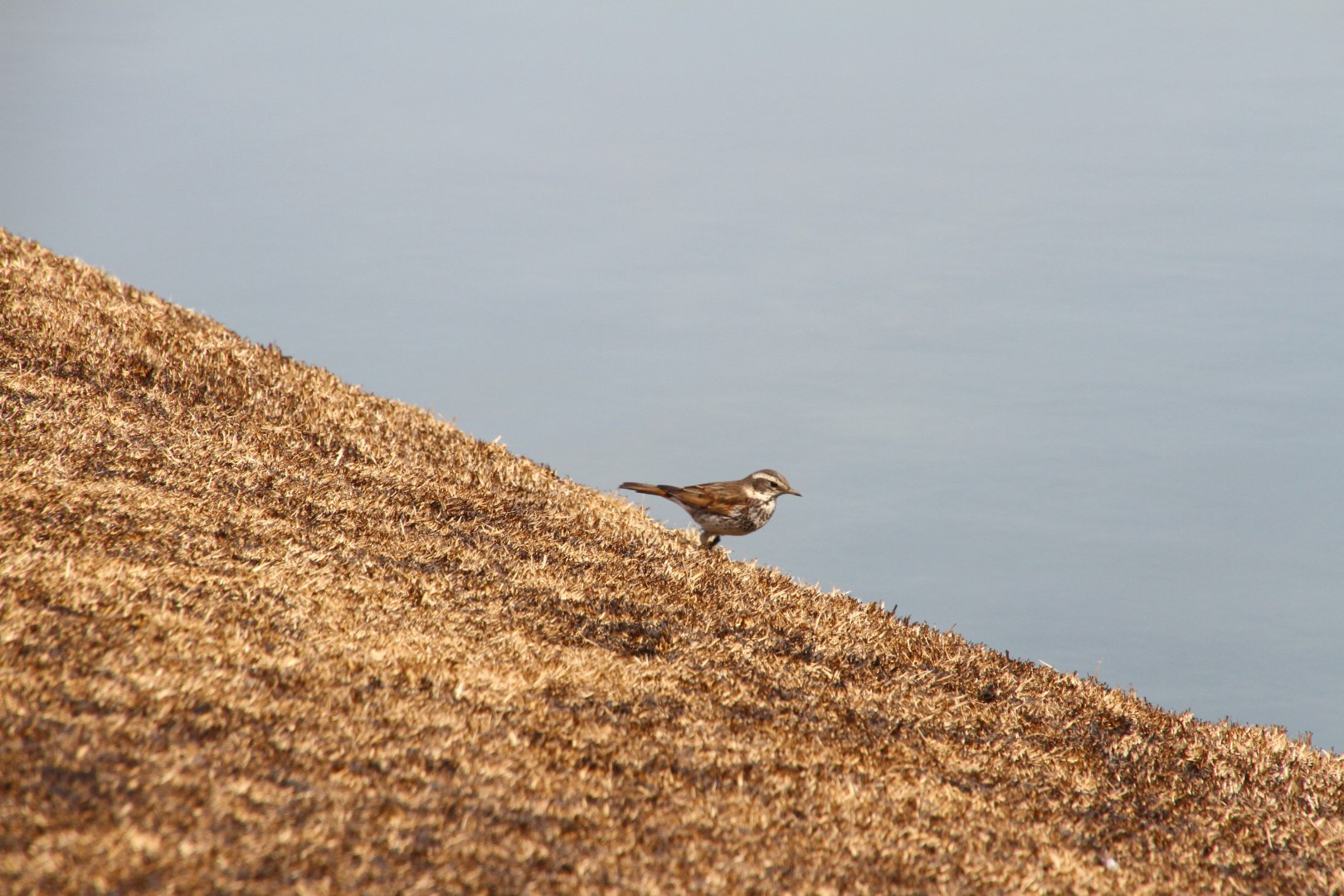 Grey-backed Thrush