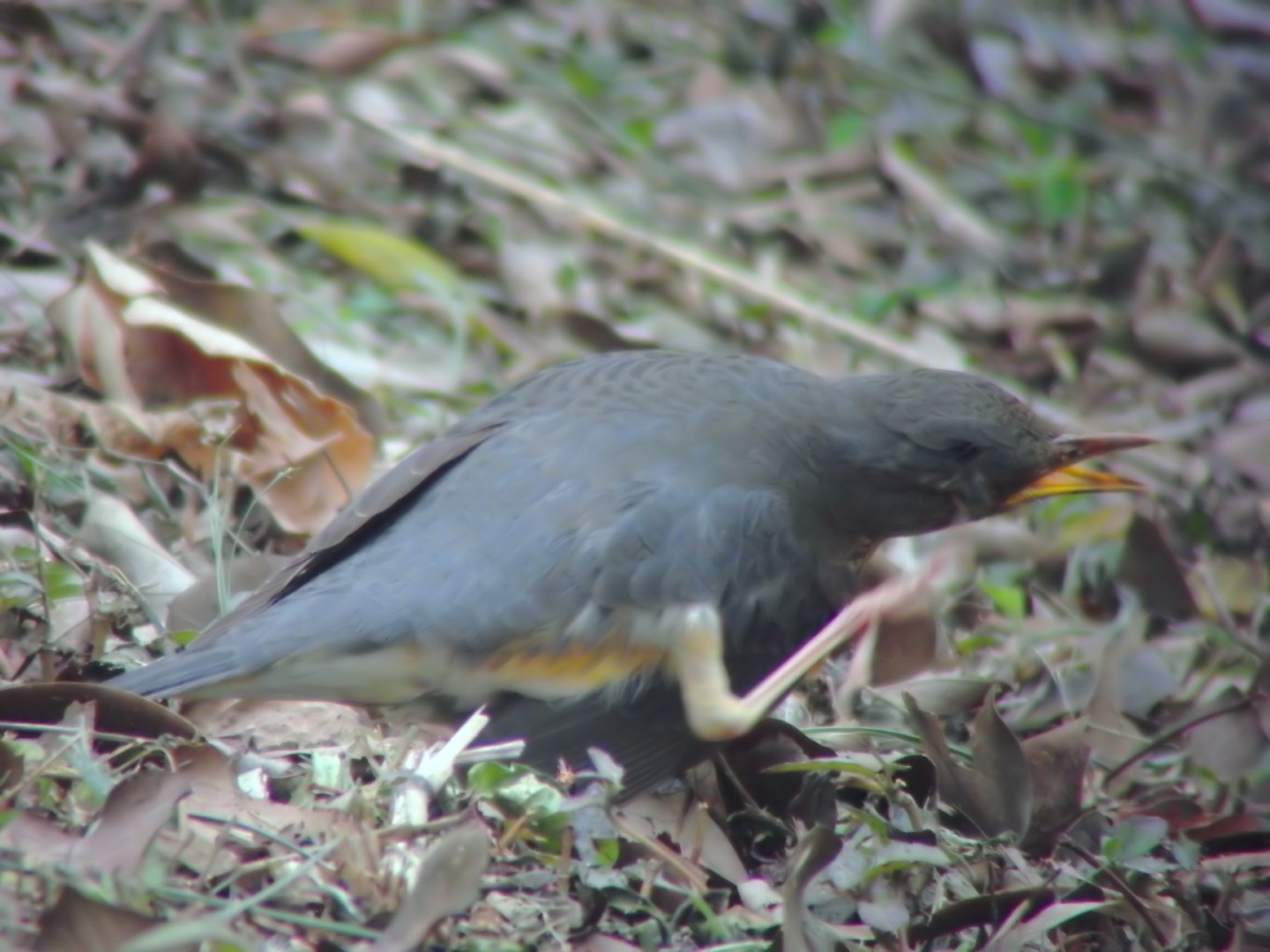 Grey-backed Thrush