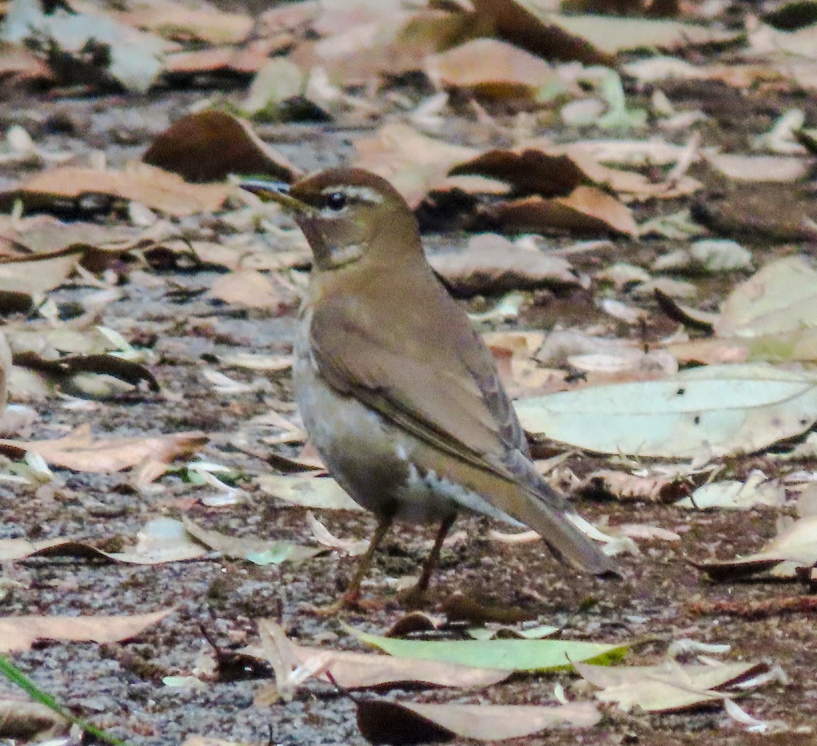 Grey-backed Thrush