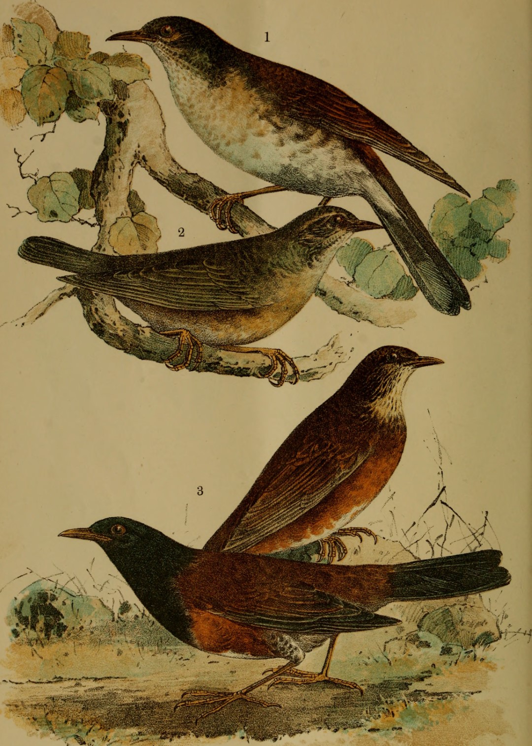Grey-backed Thrush