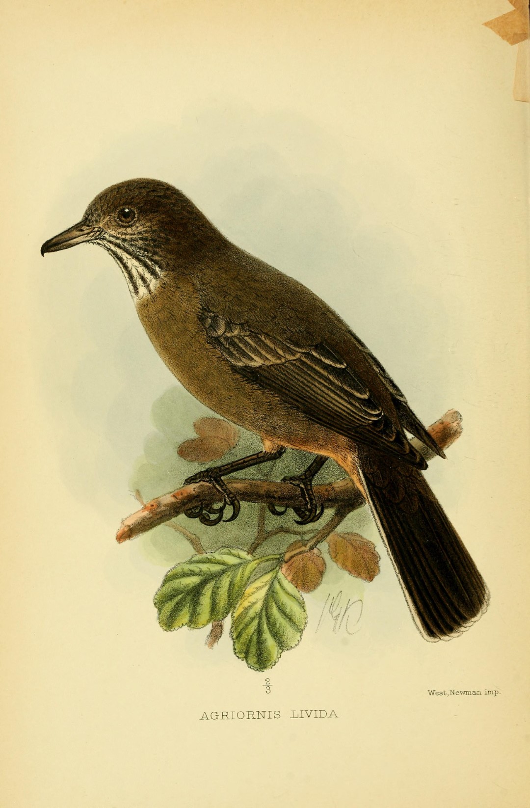 Grey-bellied Shrike-Tyrant