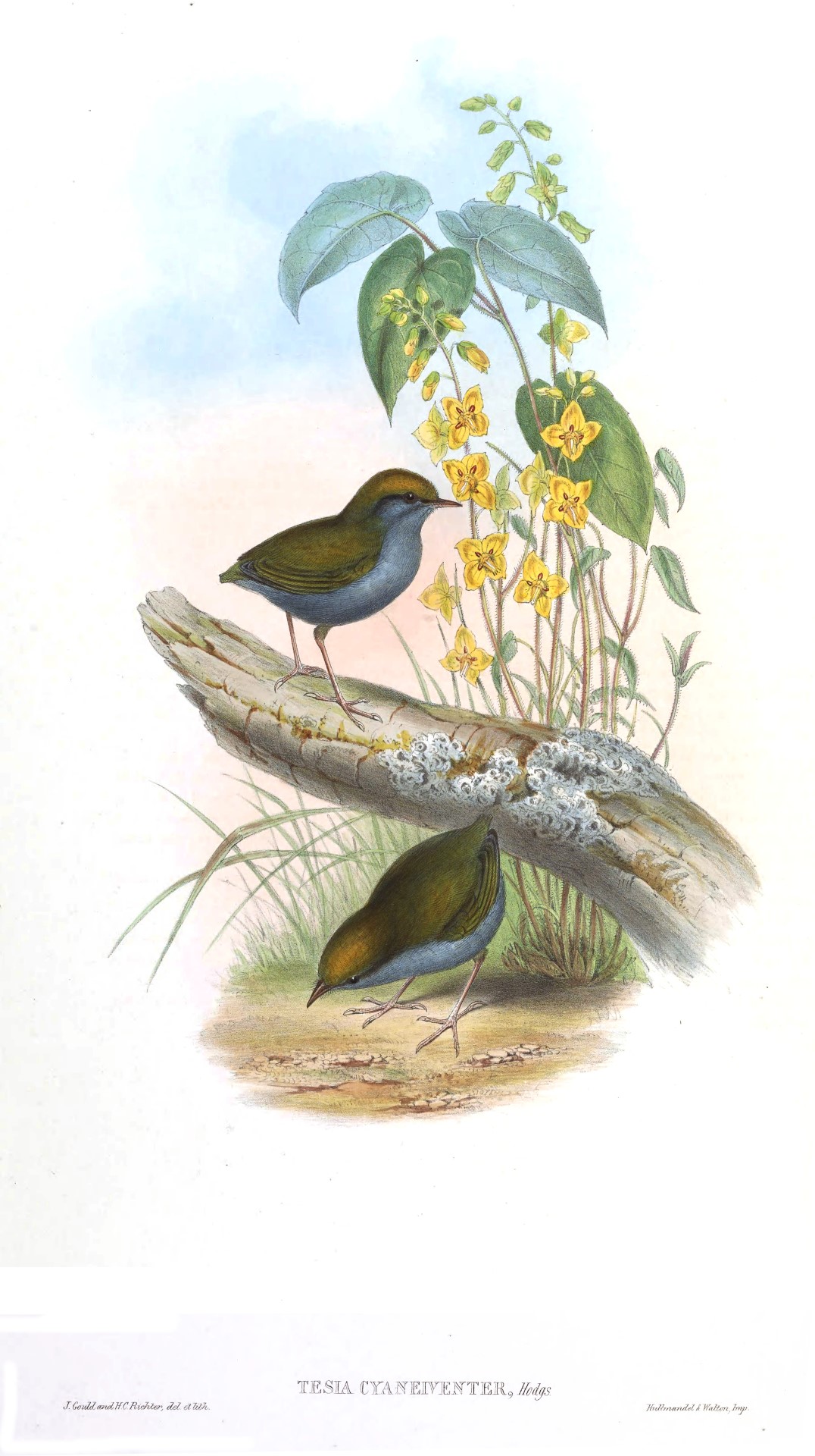 Grey-bellied Tesia