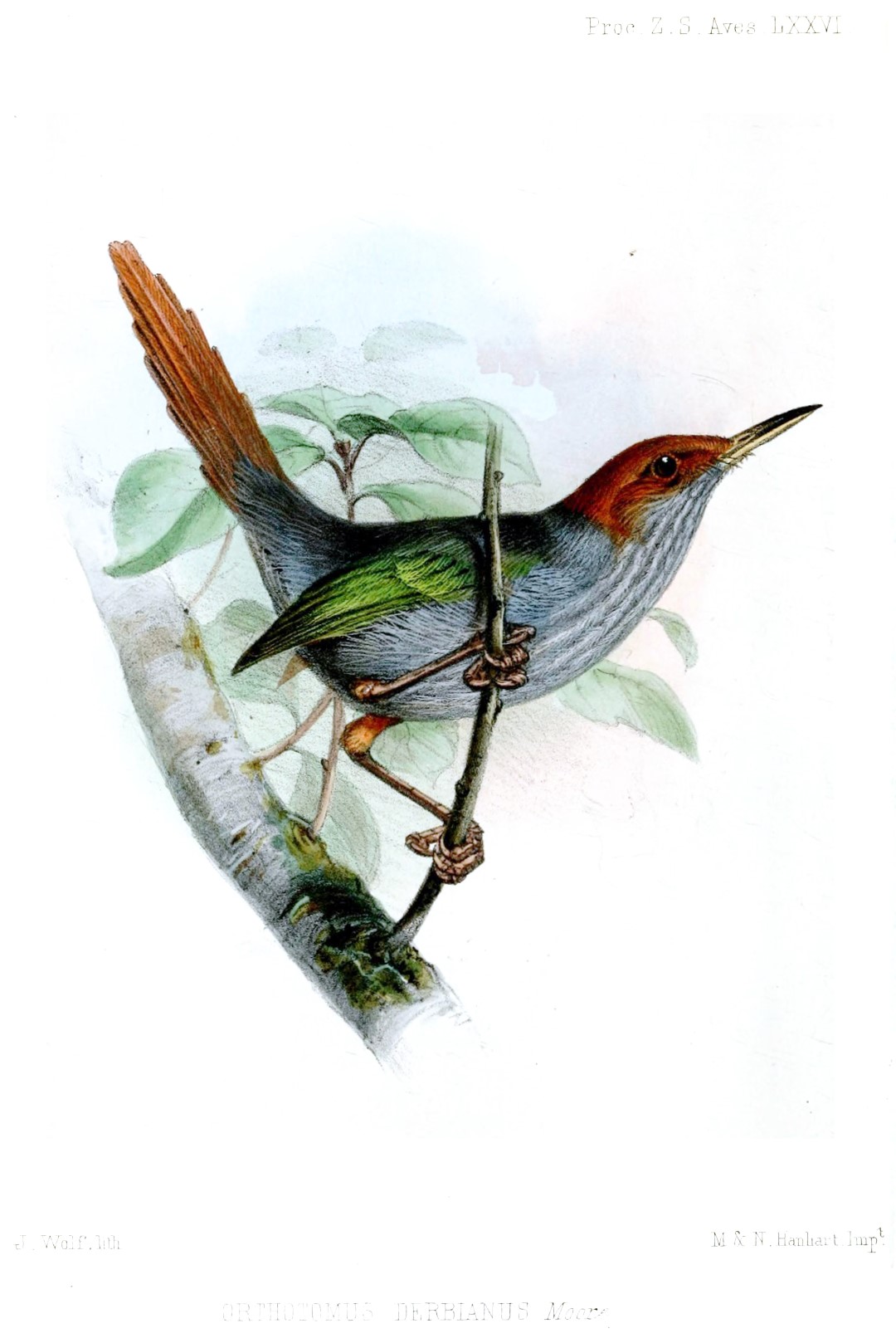 Grey-breasted Prinia