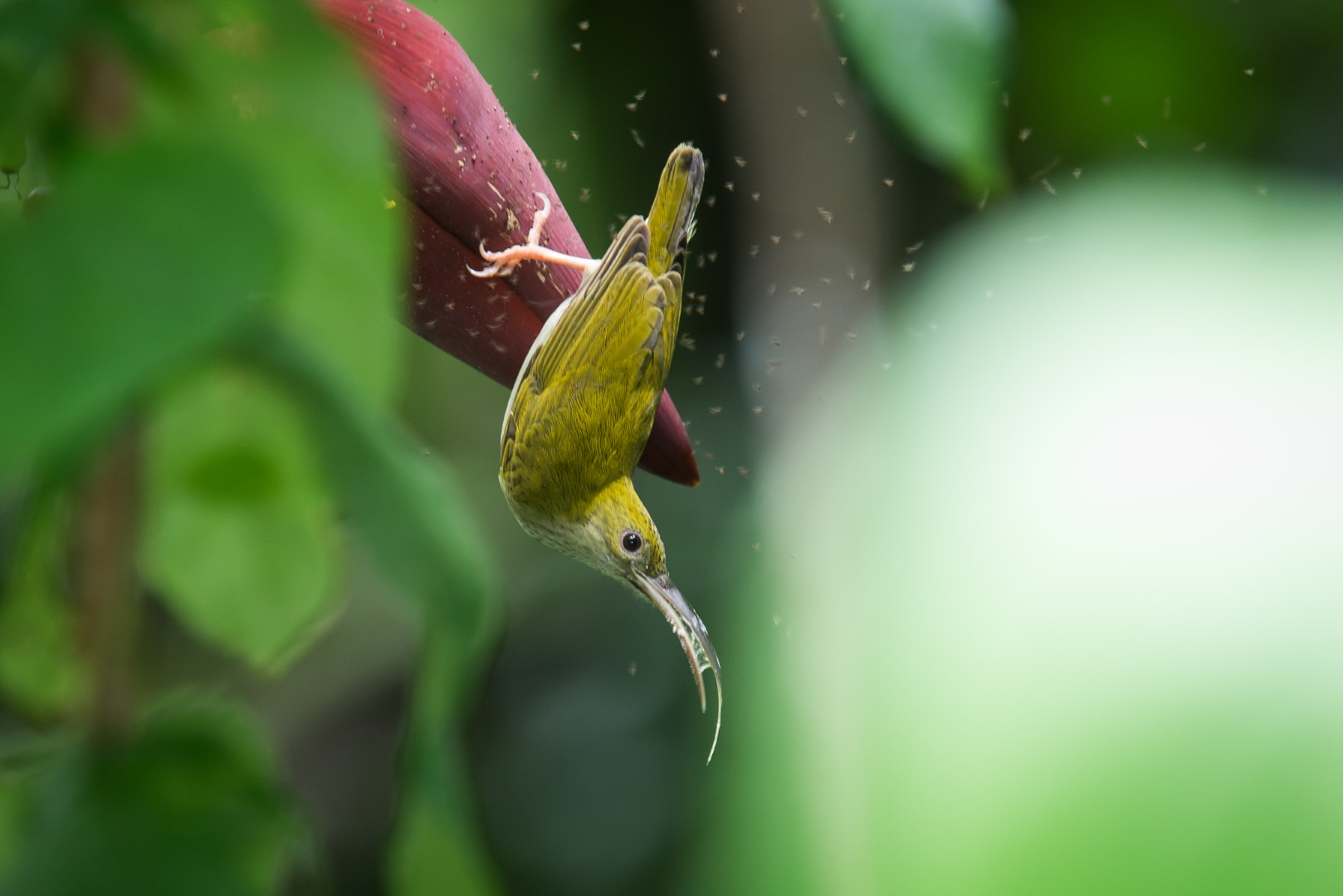 Grey-breasted Spiderhunter