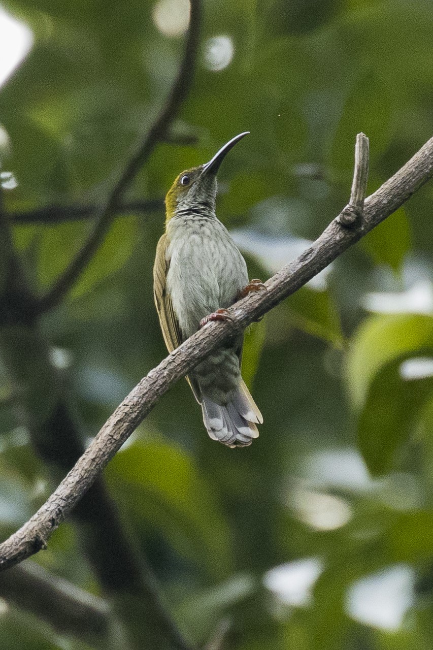 Grey-breasted Spiderhunter