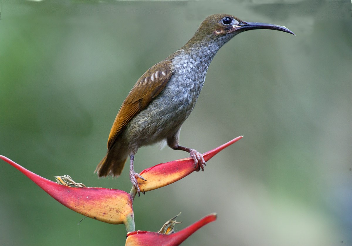 Grey-breasted Spiderhunter