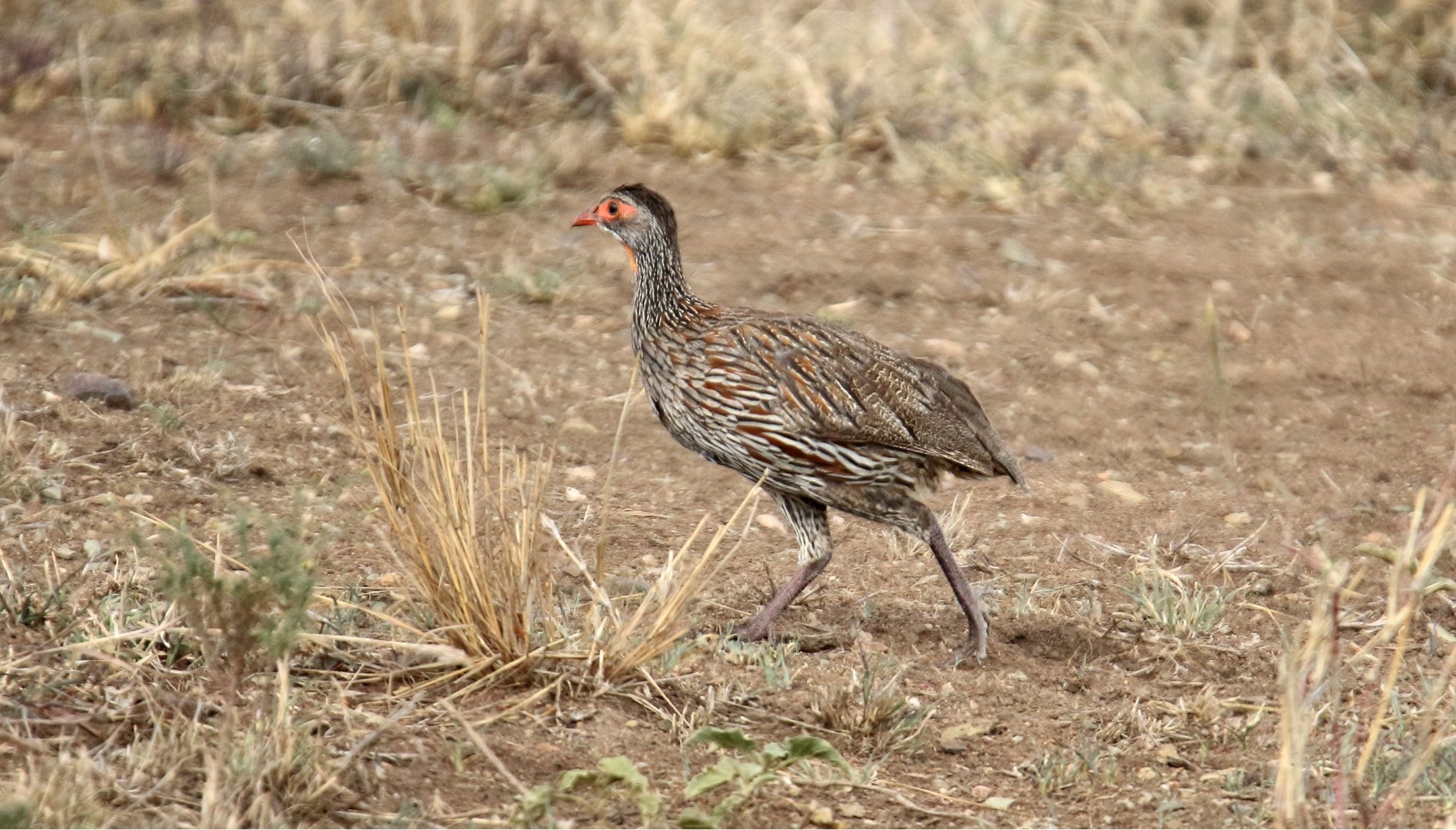 Grey-breasted Spurfowl