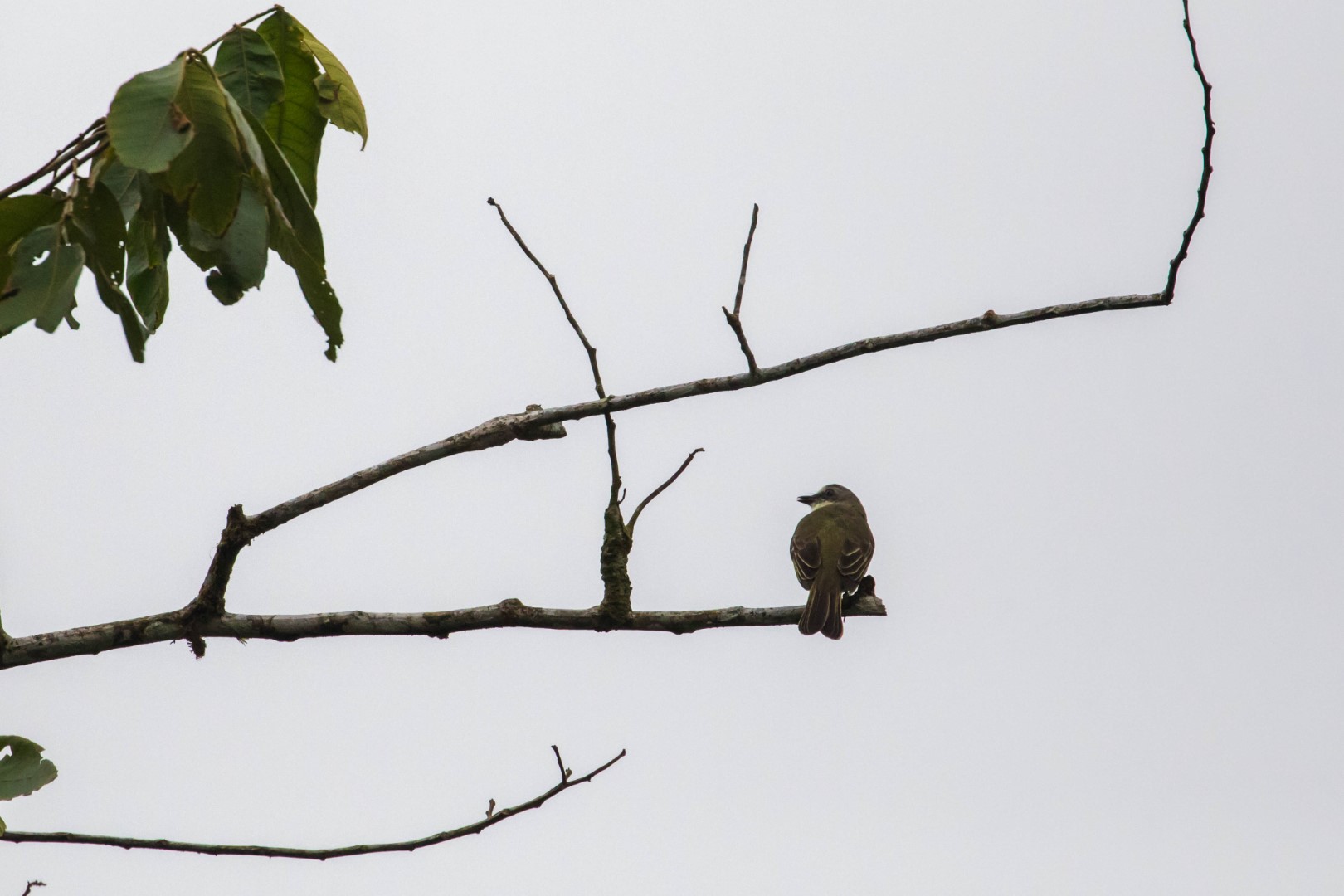 Grey-capped Flycatcher