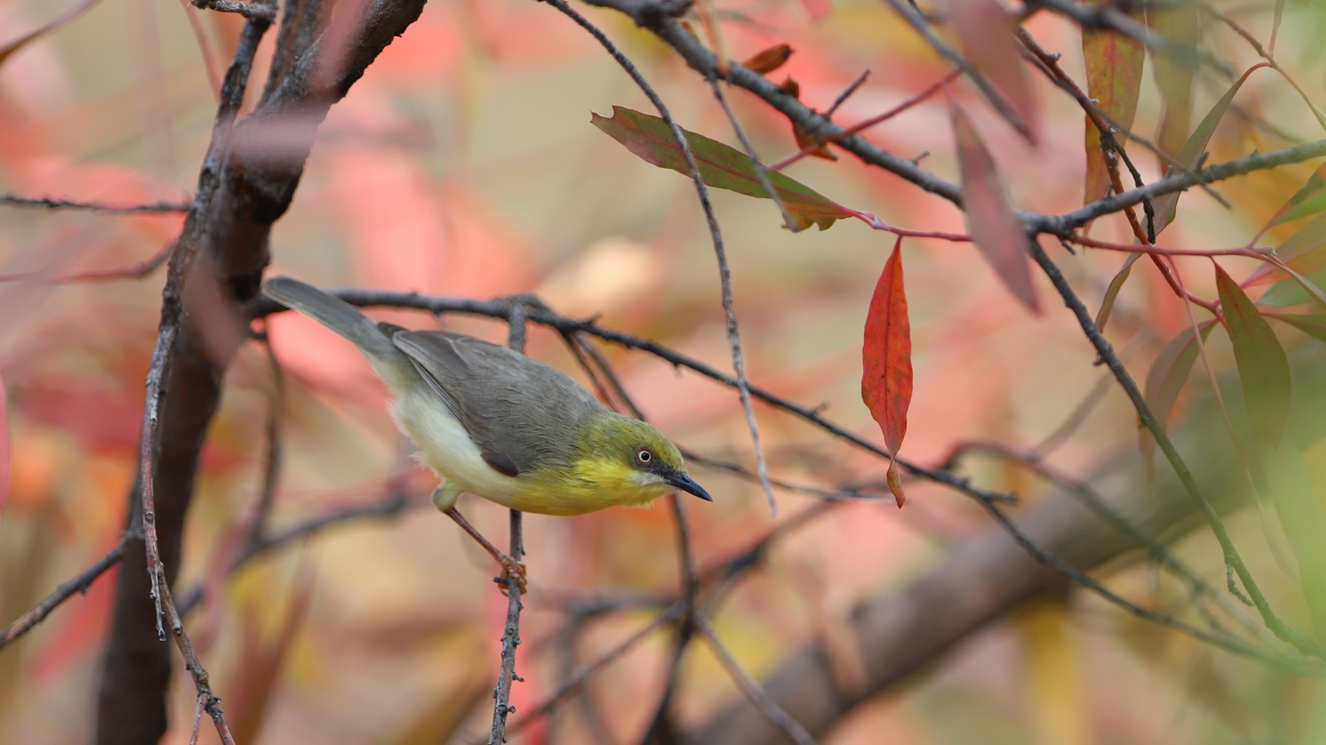 Grey-capped Warbler
