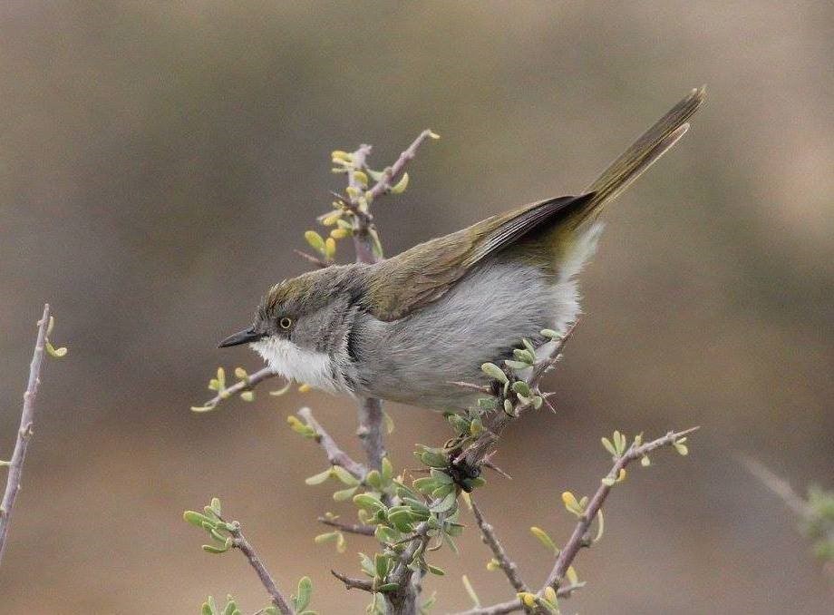 Grey-capped Warbler