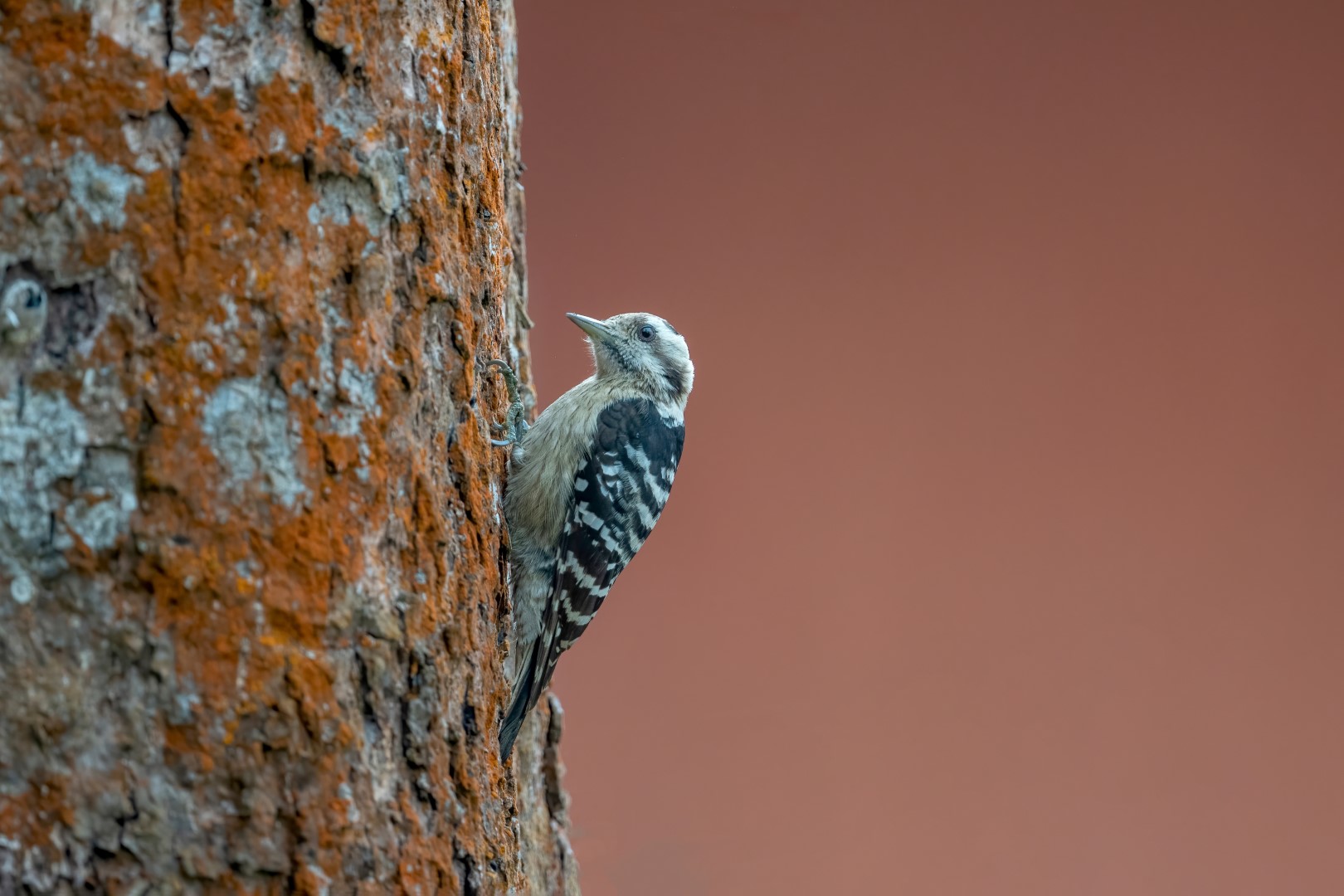 Grey-capped Woodpecker