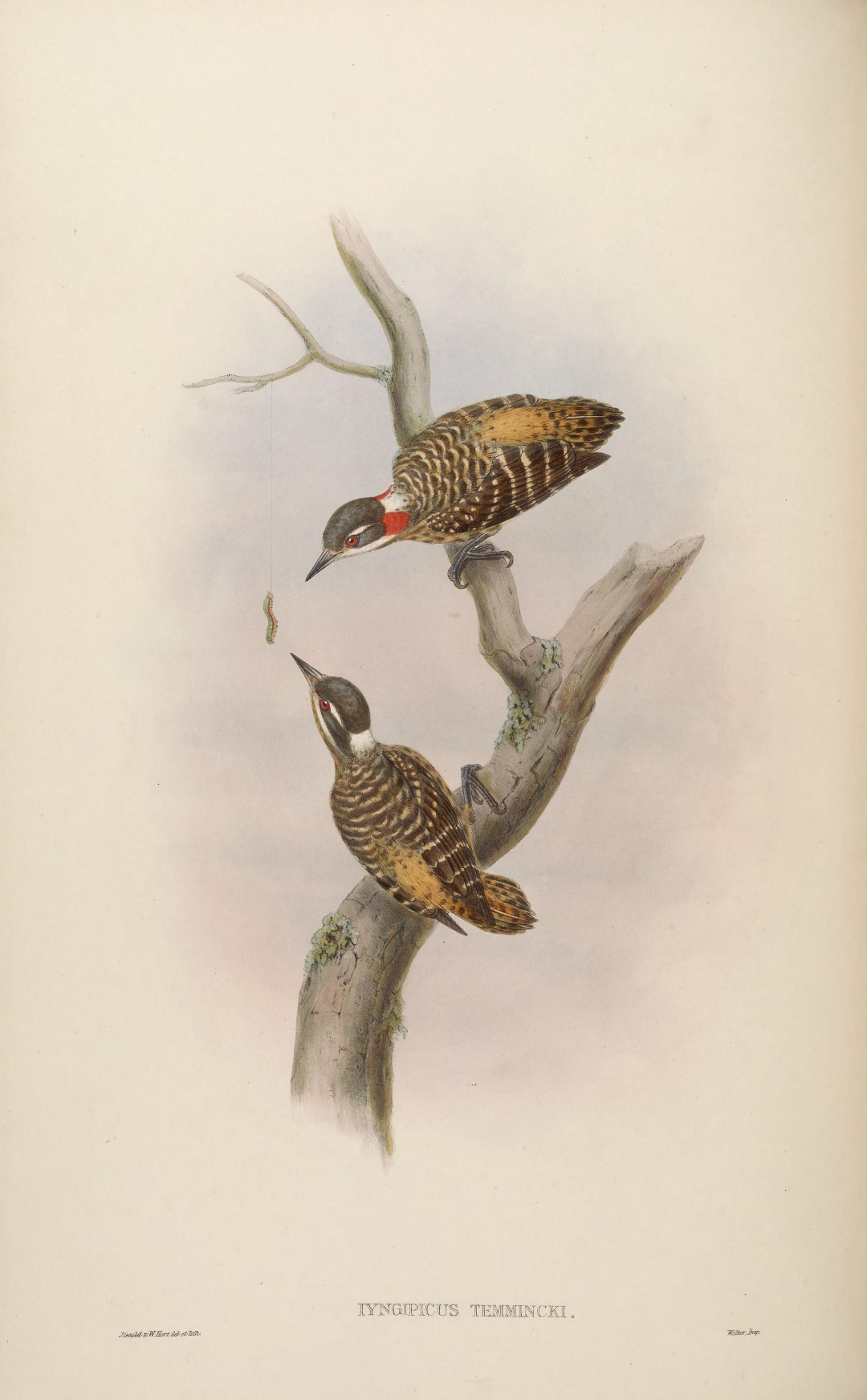 Grey-capped Woodpecker