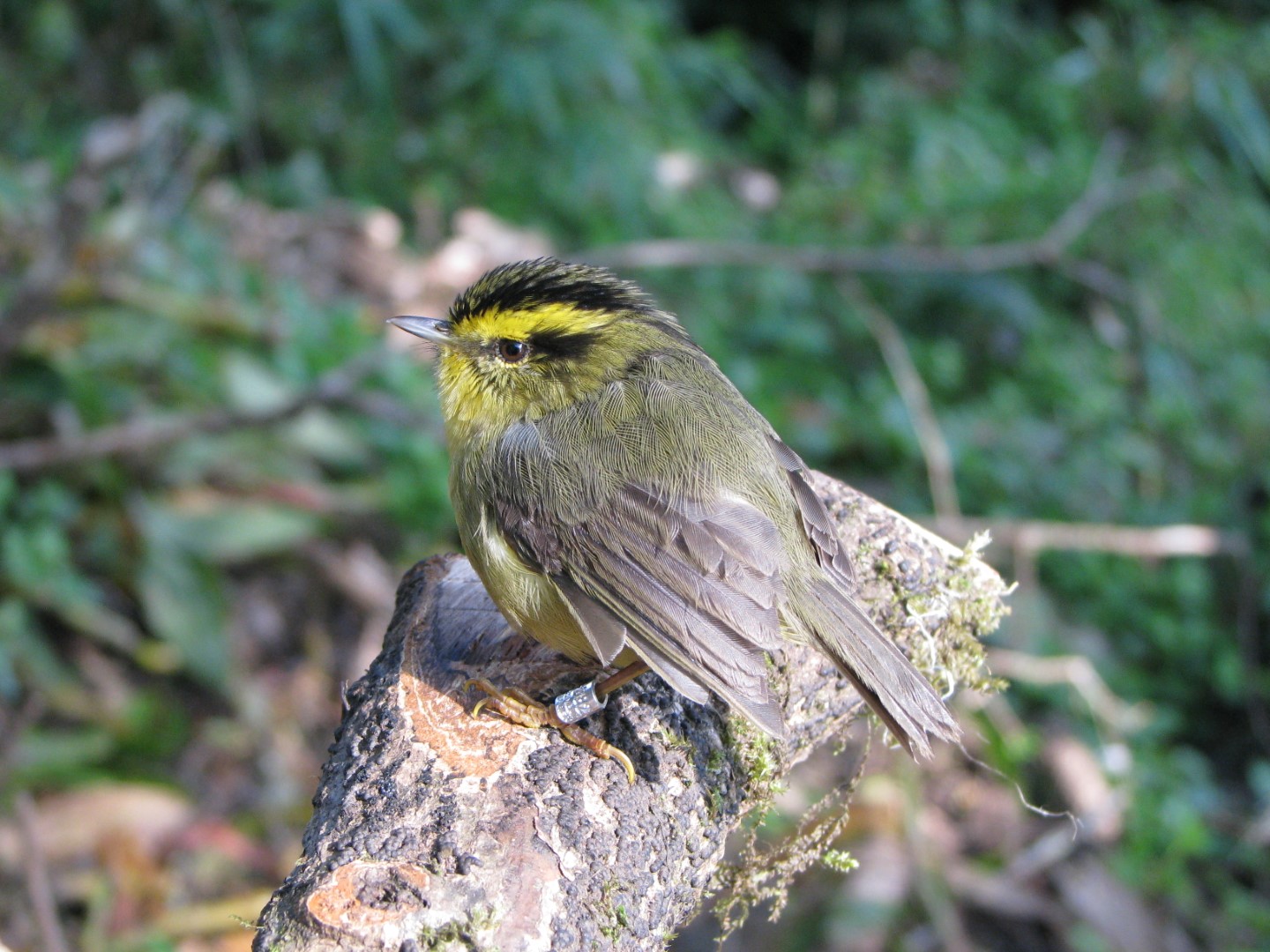 Grey-cheeked Fulvetta