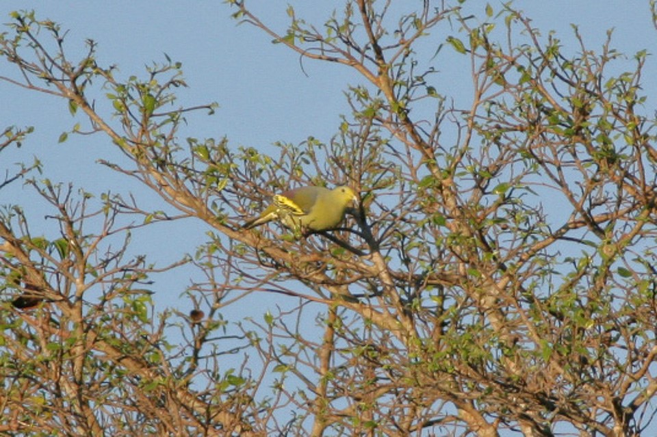 Grey-cheeked Green-pigeon