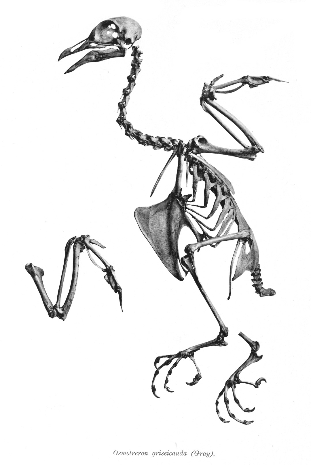 Grey-cheeked Green Pigeon