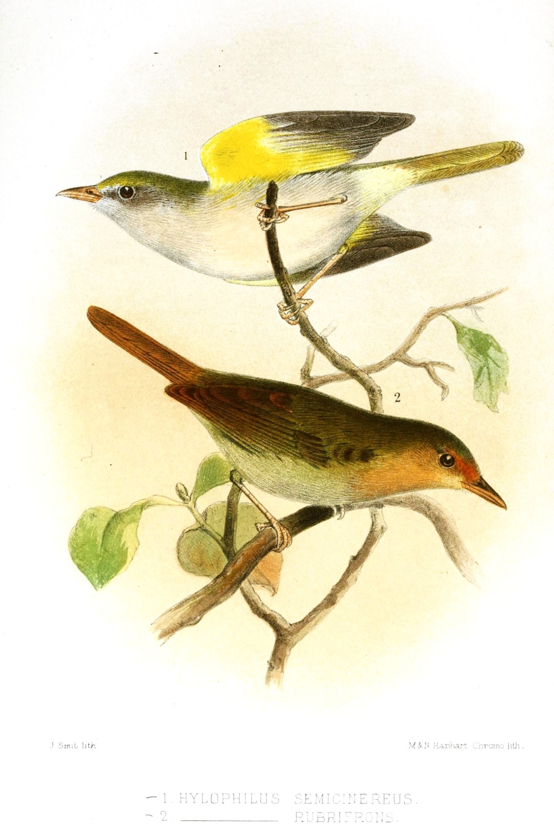 Grey-chested Greenlet