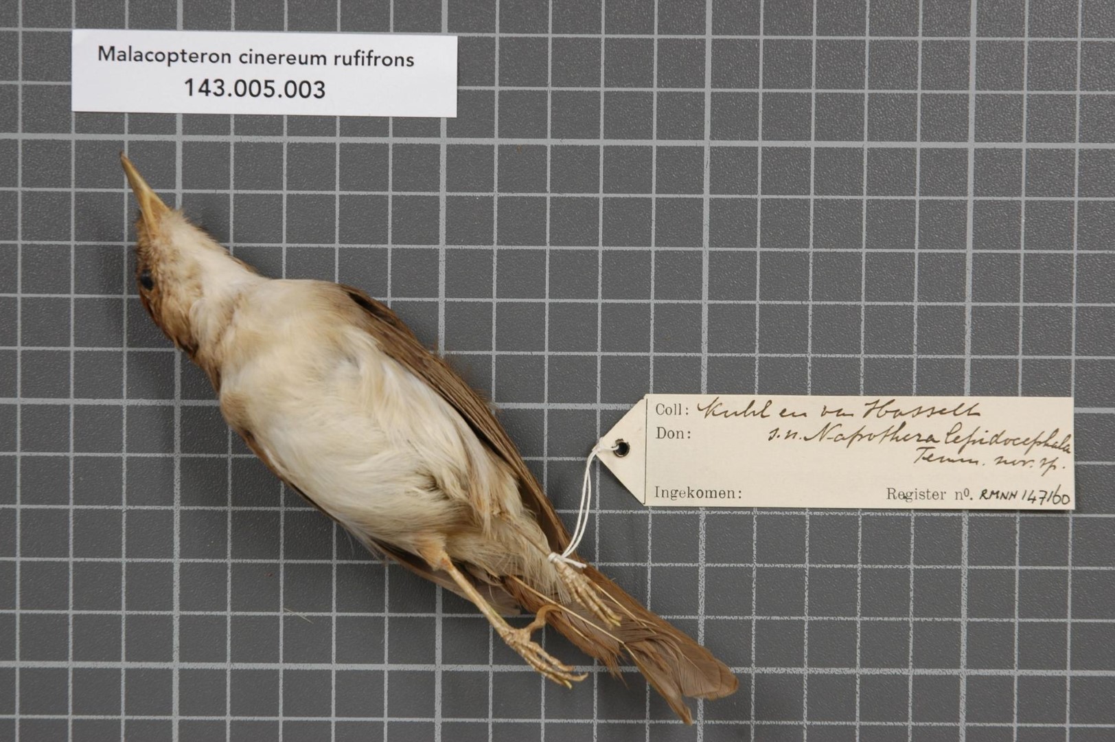 Grey-chested Jungle-Flycatcher