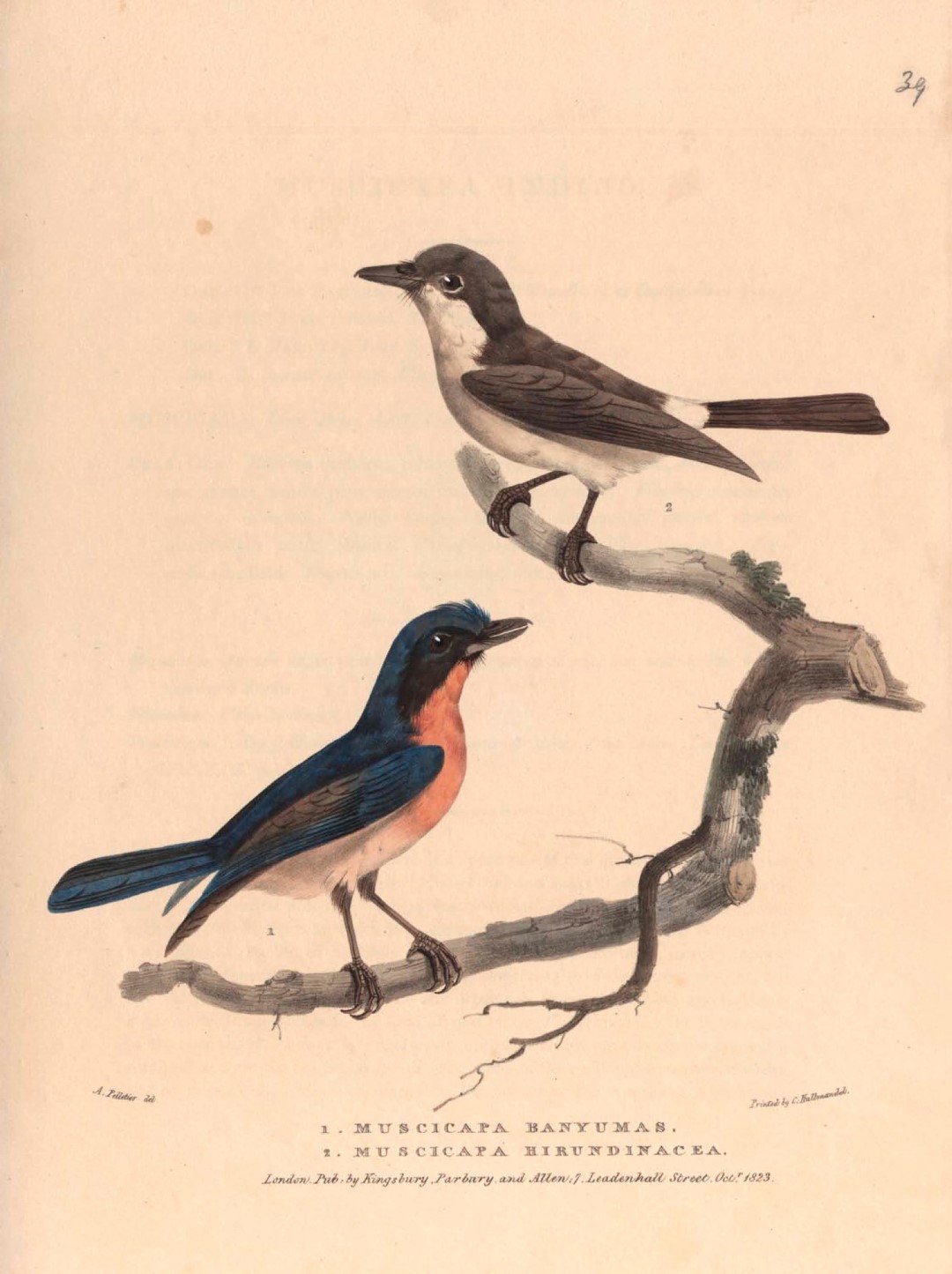 Grey-chinned Minivet