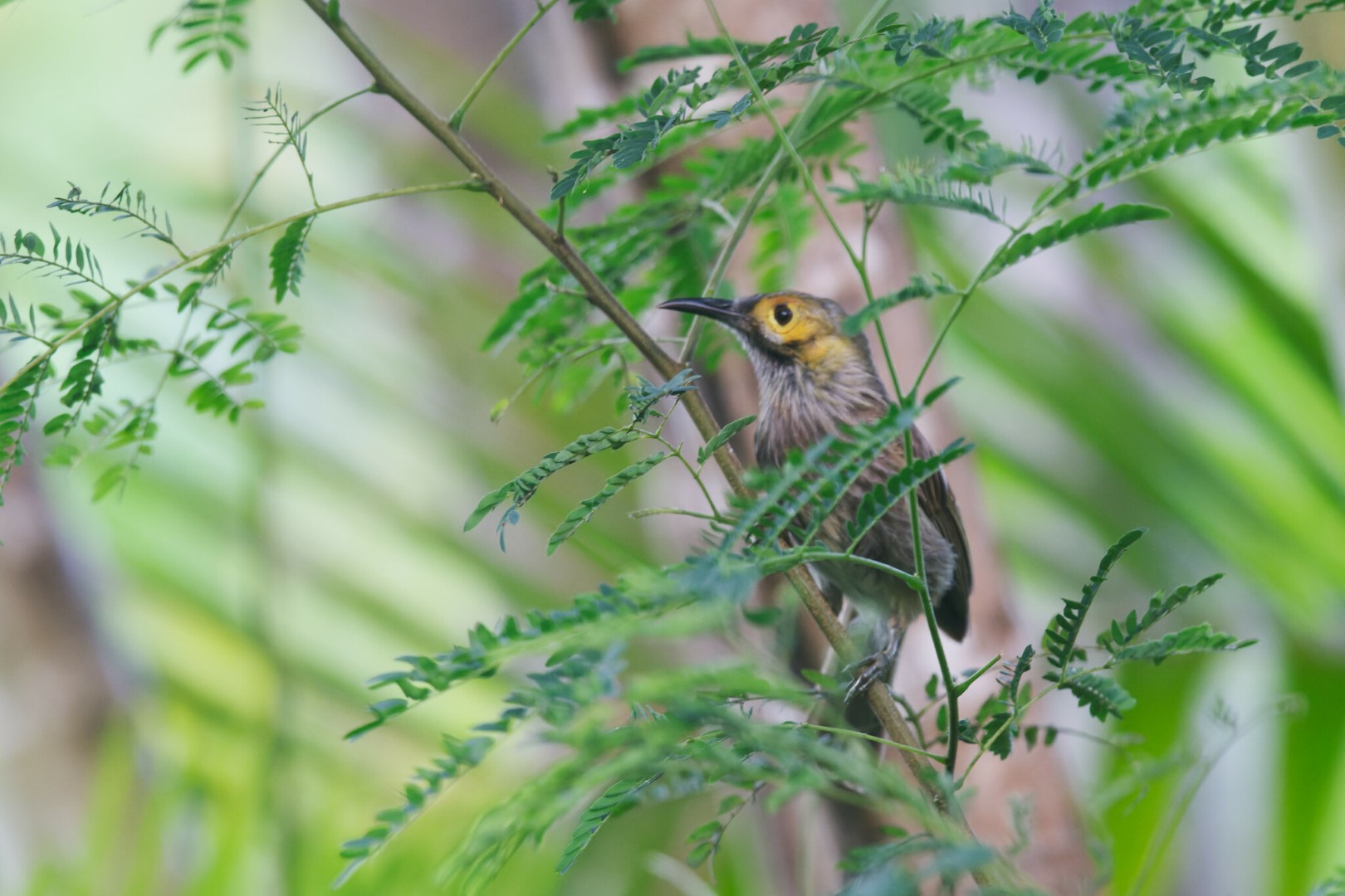 Grey-crowned Babbler