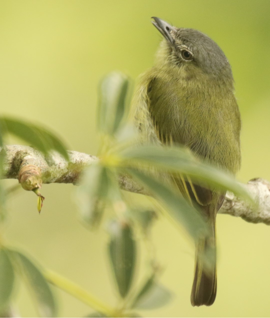 Grey-crowned Flycatcher