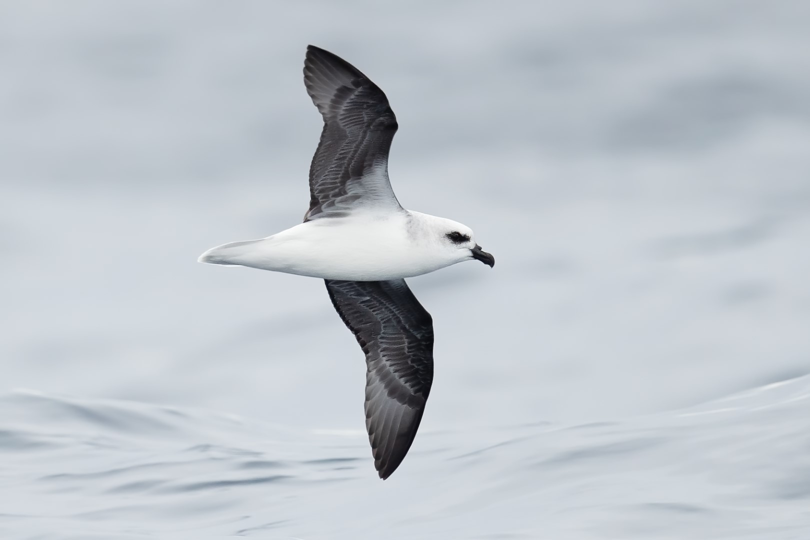 Grey-faced Petrel