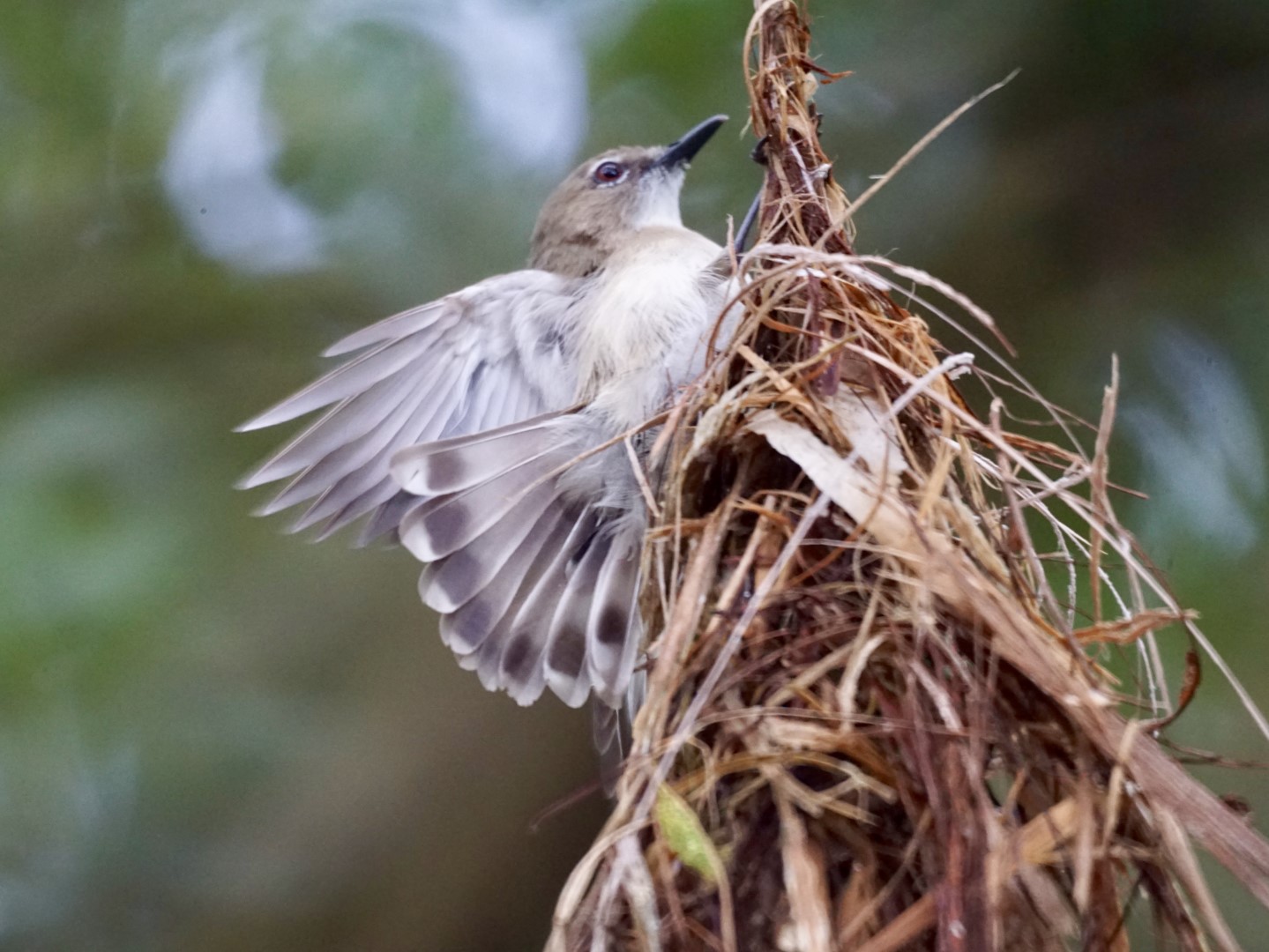 Grey Fantail