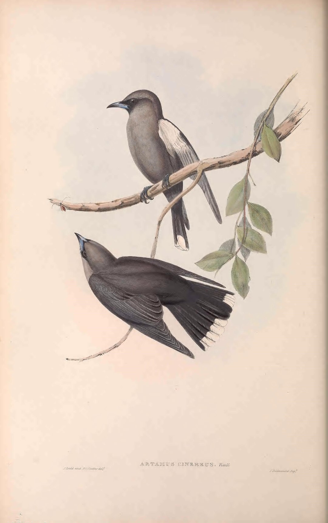 Grey Fantail