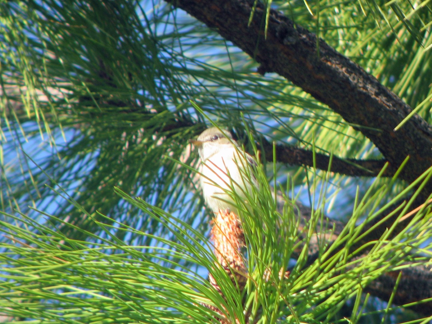 Grey Flycatcher