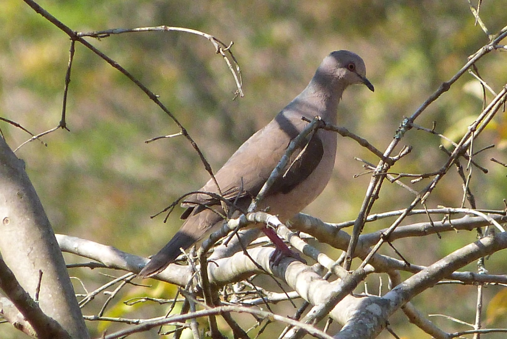 Grey-fronted Dove