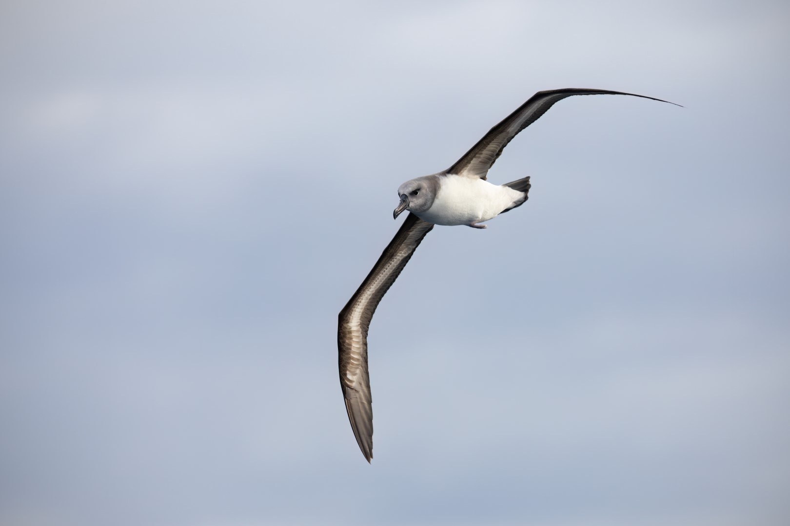 Grey-headed albatross