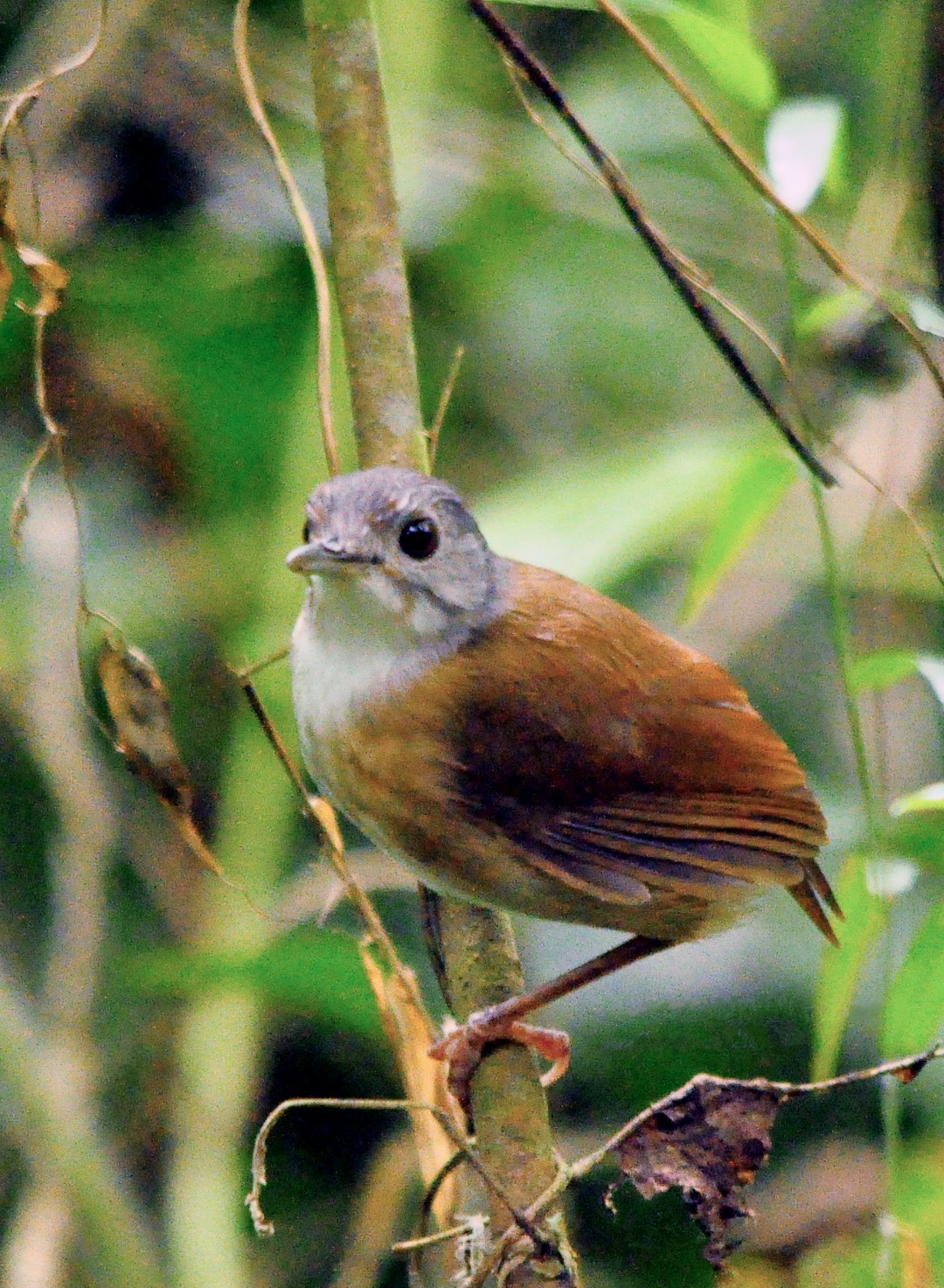 Grey-headed Babbler