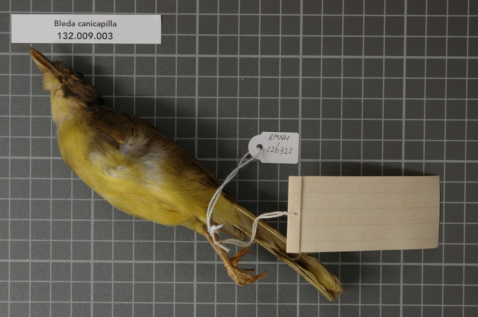 Grey-headed Bristlebill