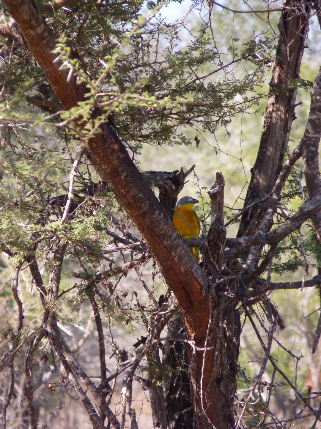 Grey-headed Bushshrike