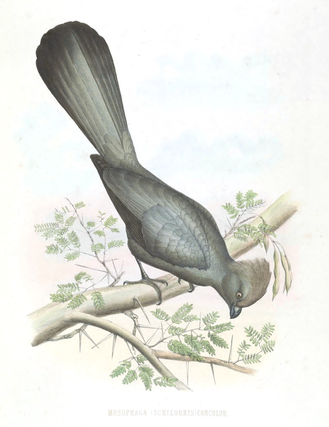 Grey-headed Bushshrike