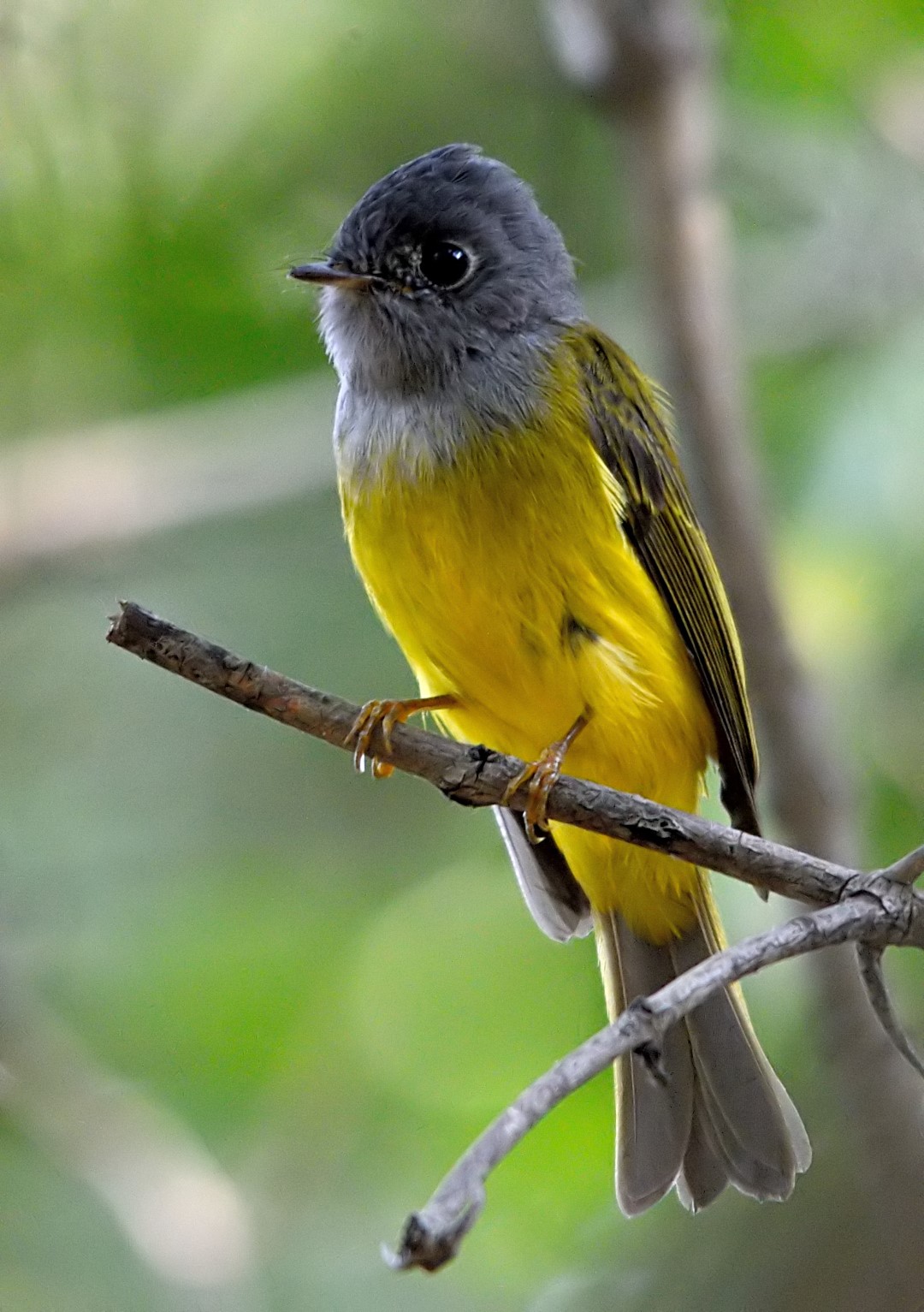 Grey-headed canary-flycatcher