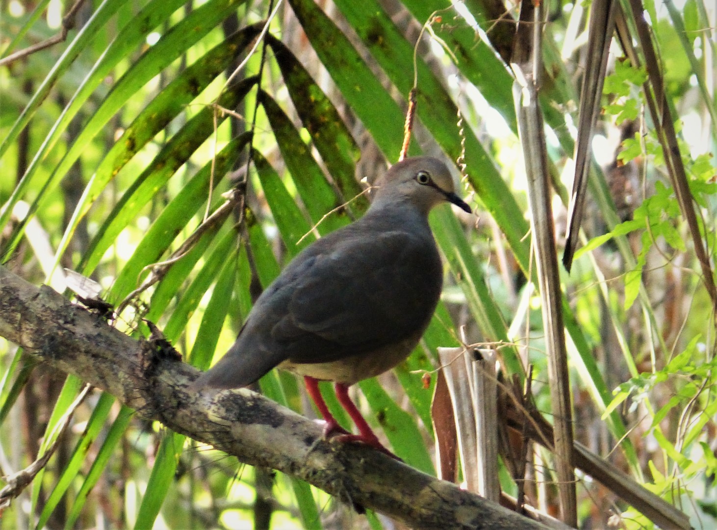 Grey-headed Dove